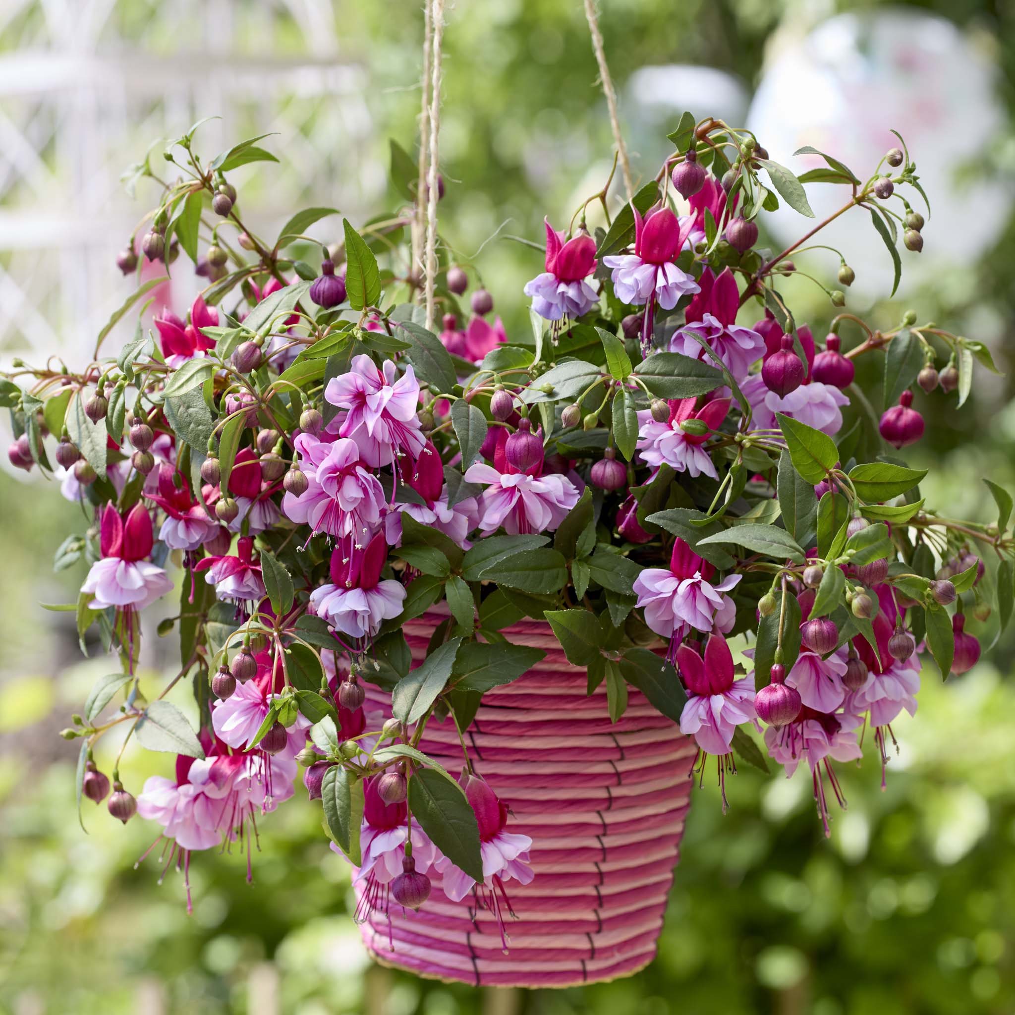 Bush Fuchsia Bella Julia