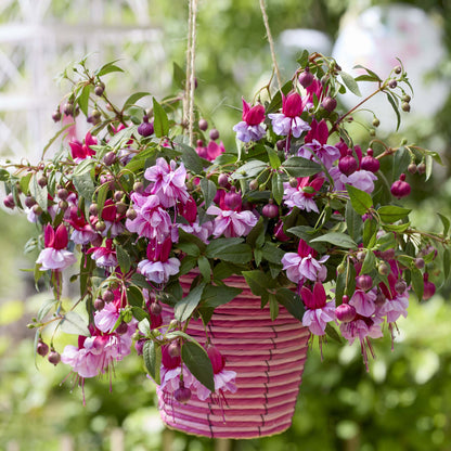 Bush Fuchsia Bella Julia