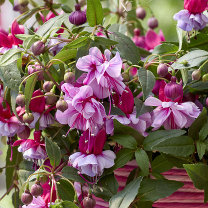 Bush Fuchsia Bella Julia