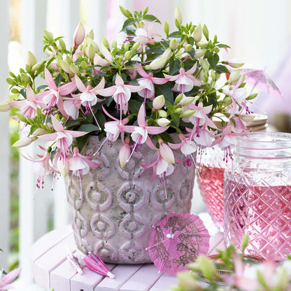 Bush Fuchsia Bella Sophia