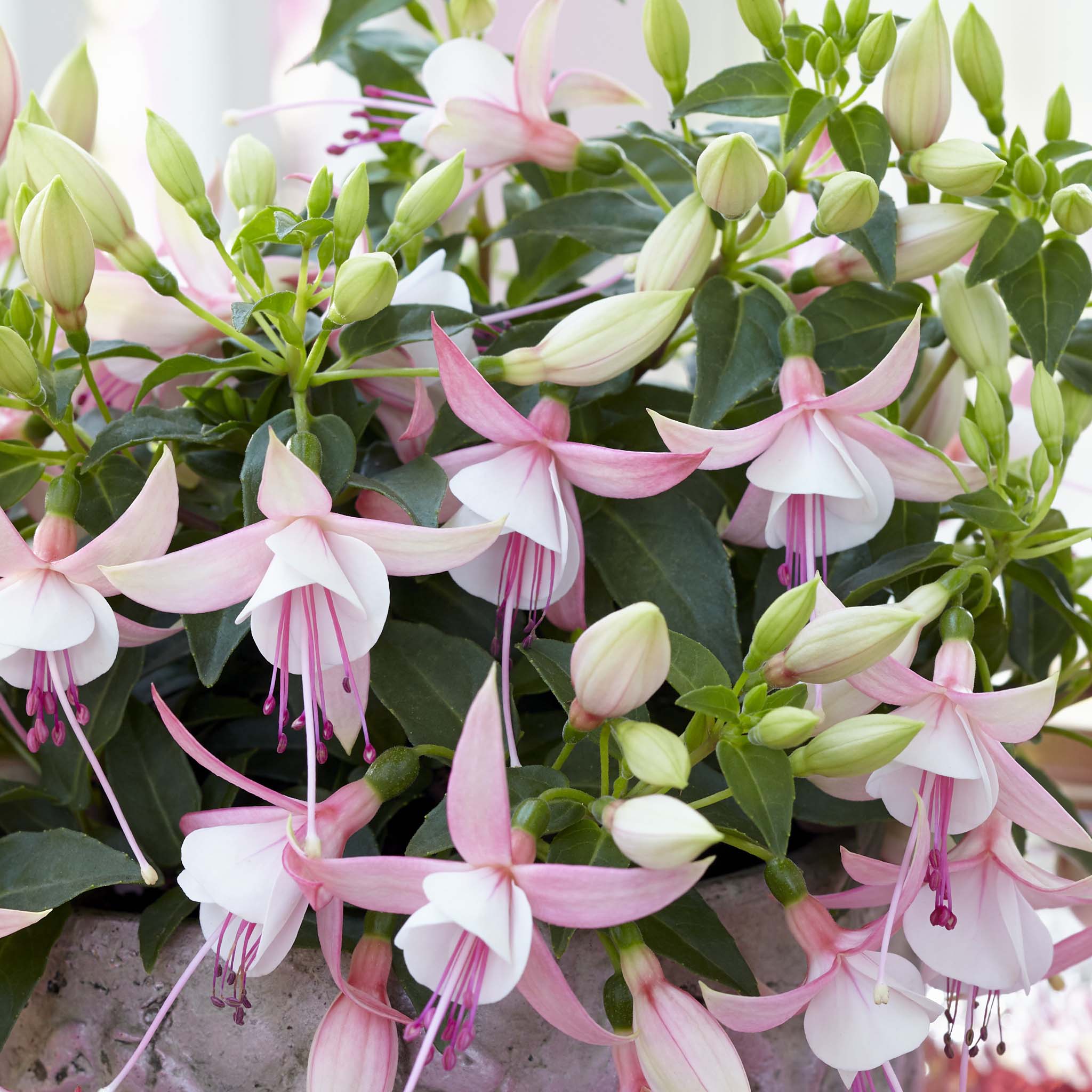 Bush Fuchsia Bella Sophia