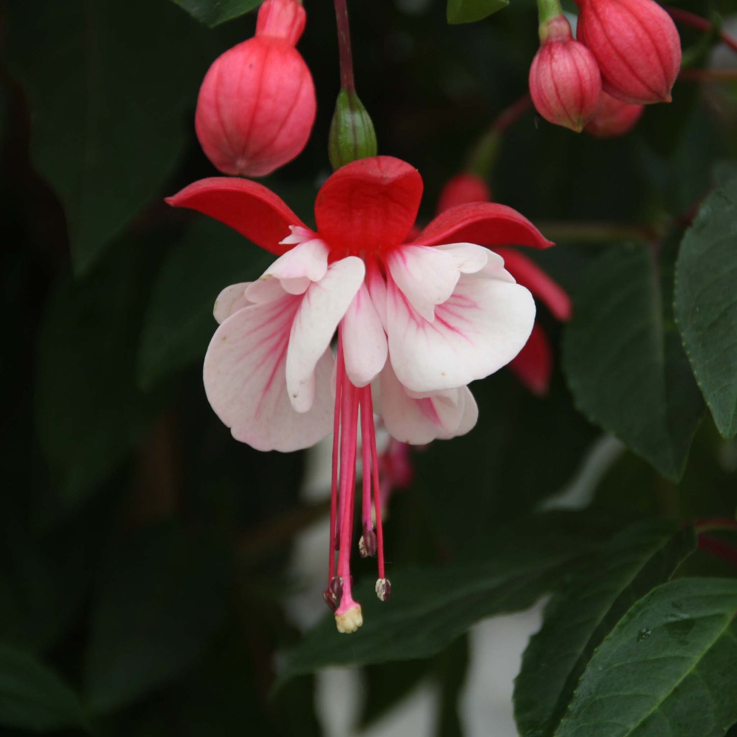 Trailing Fuchsia Britney