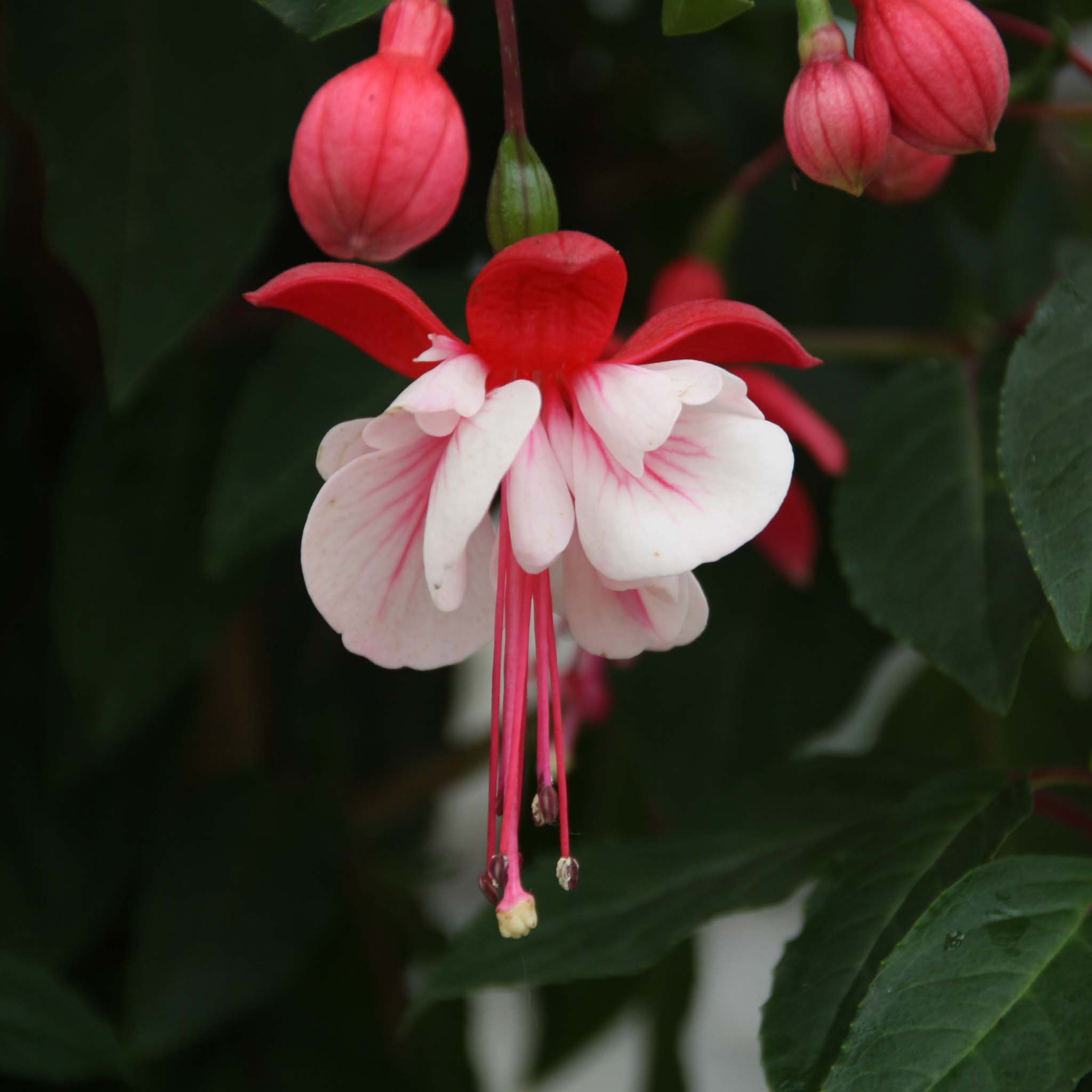 Trailing Fuchsia Britney