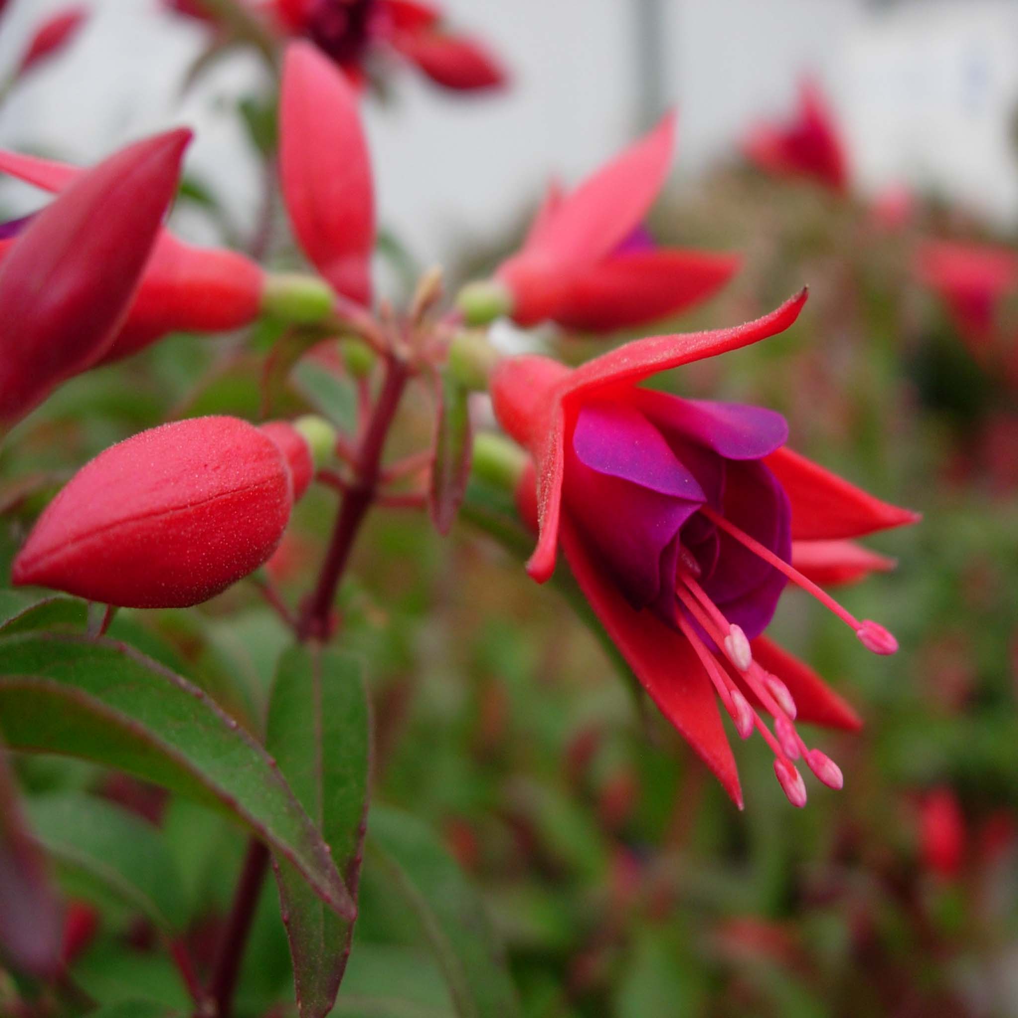 Hardy Fuchsia Electric Lights