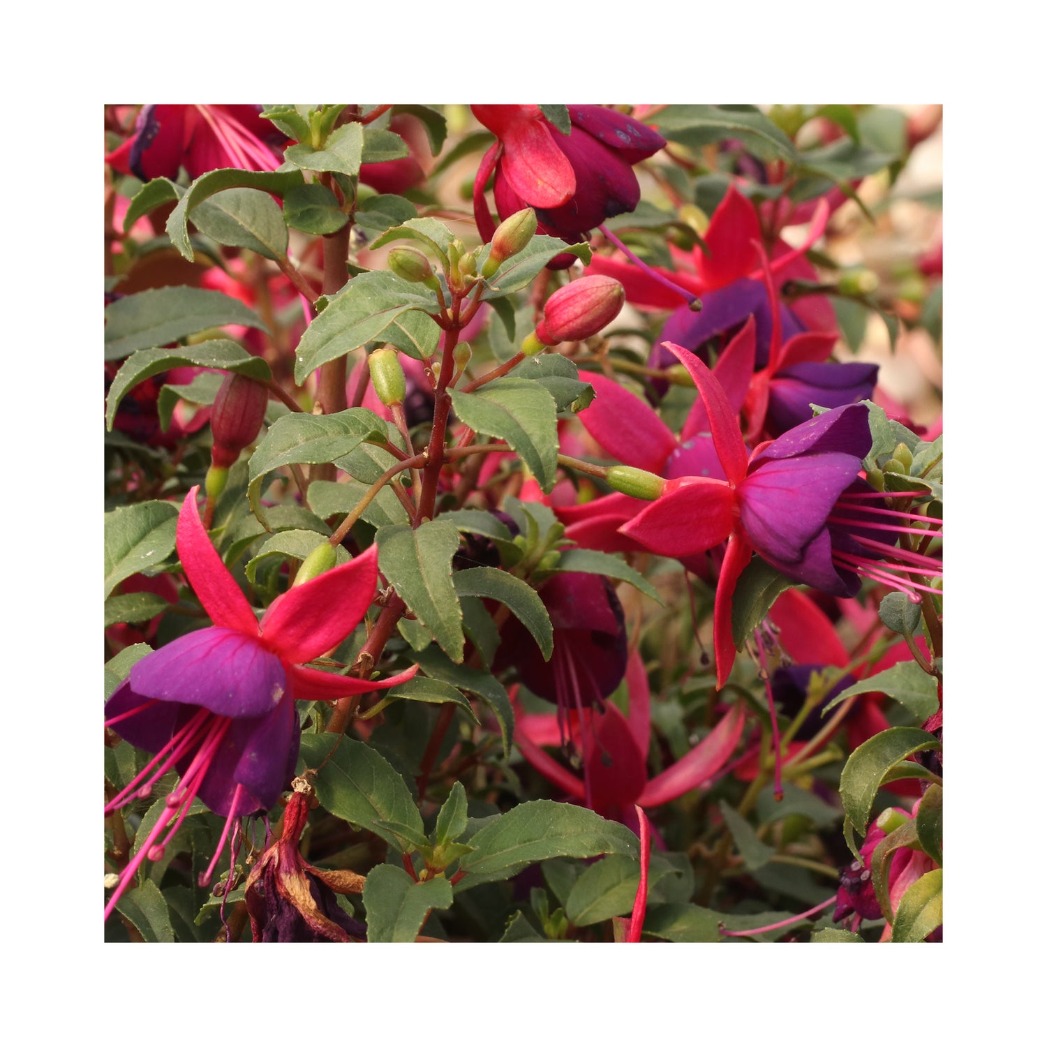 Bush Fuchsia Summermelody Pink Purple