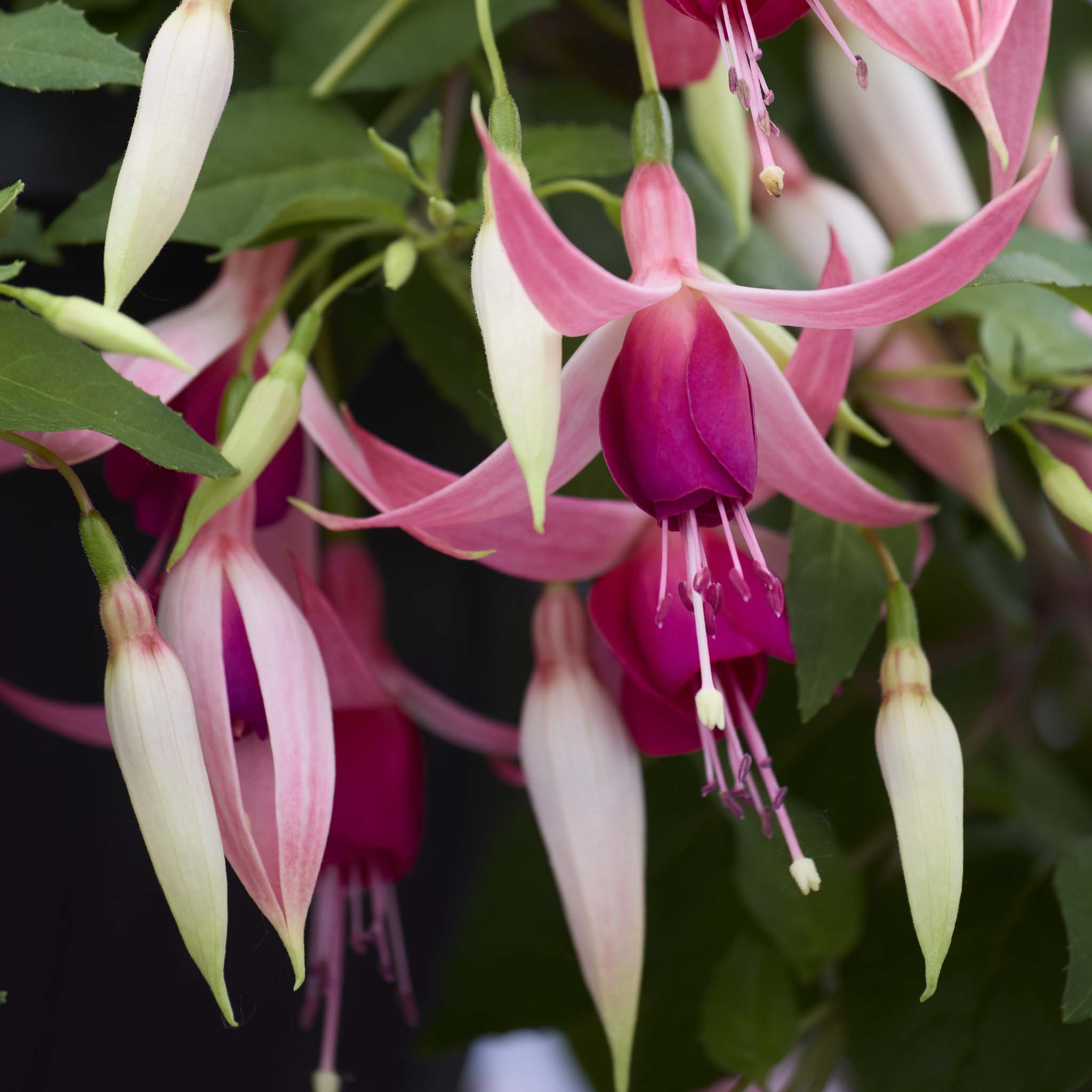 Trailing Fuchsia Cascade