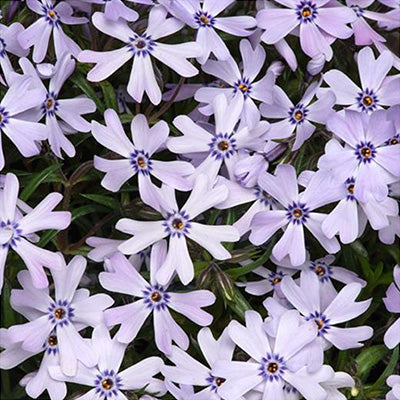 Easy Cottage Garden Border Collection – 12 Established 9cm Plants