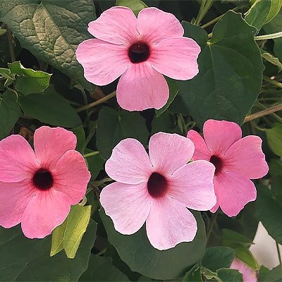 Pink flowers climbing plant