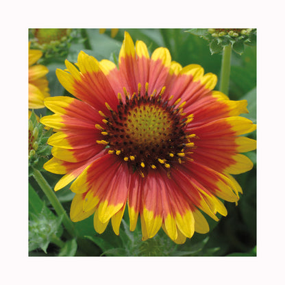 Gaillardia Arizona Sun