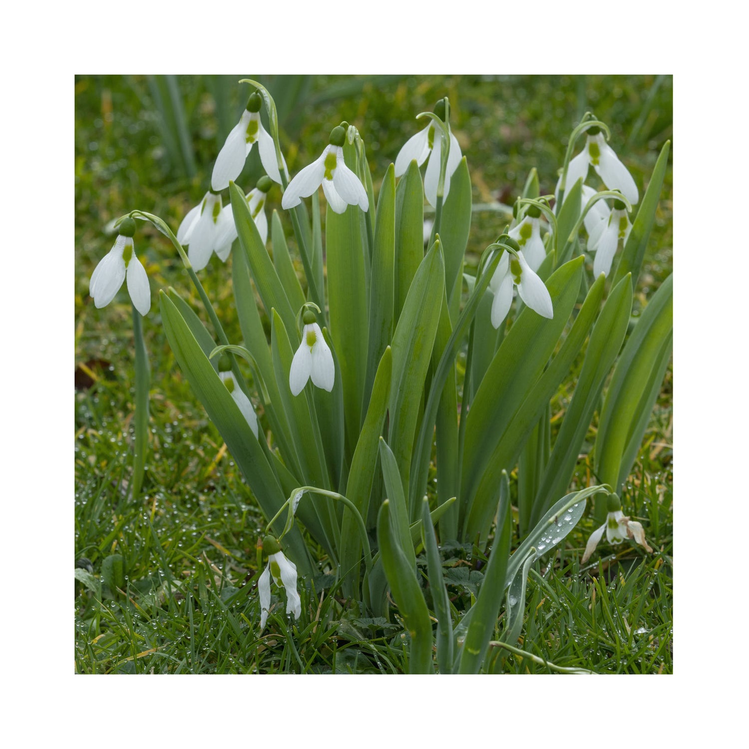 Galanthus Elwesii