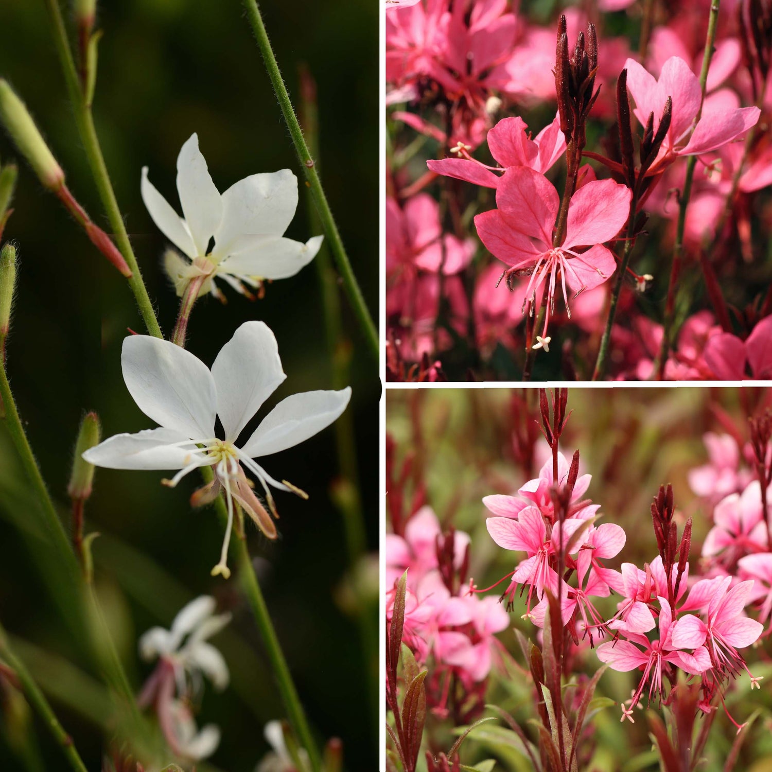 Gaura Collection