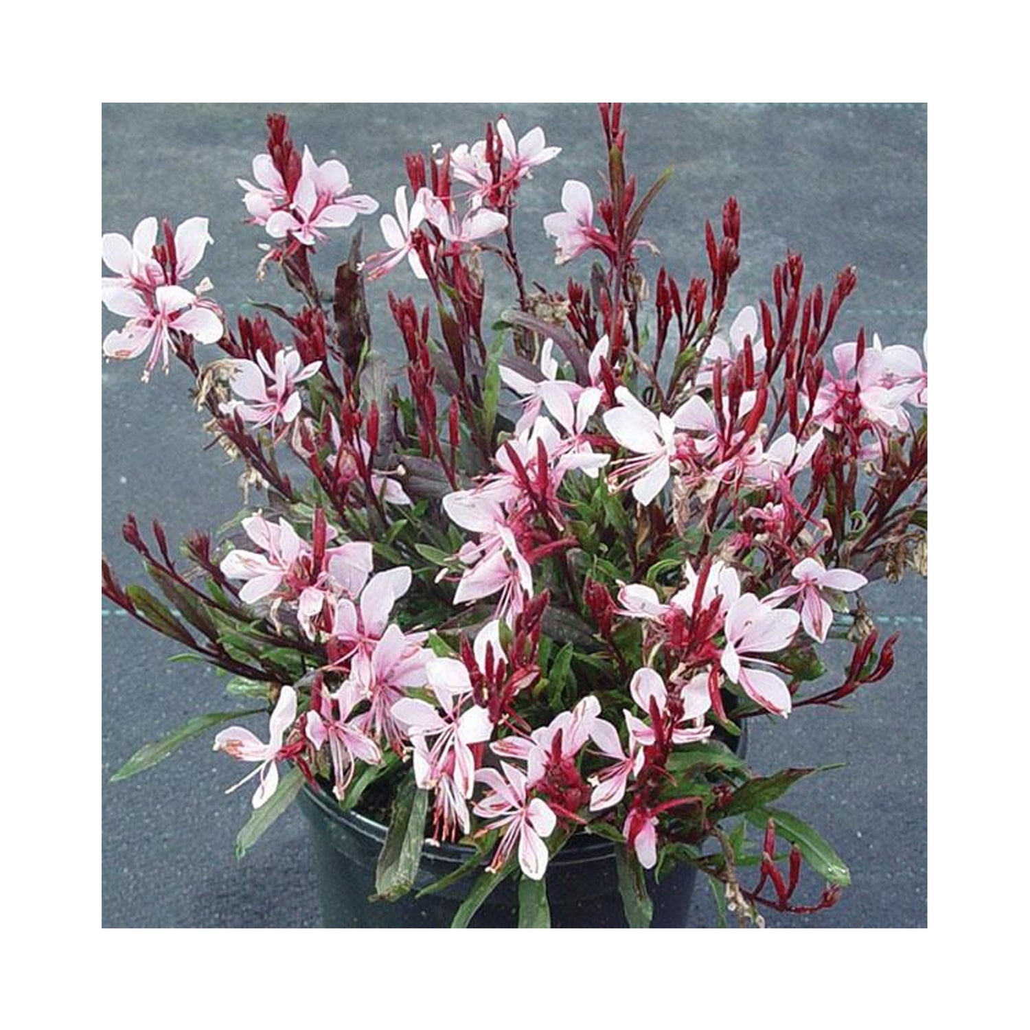 Gaura Gaudi Pink