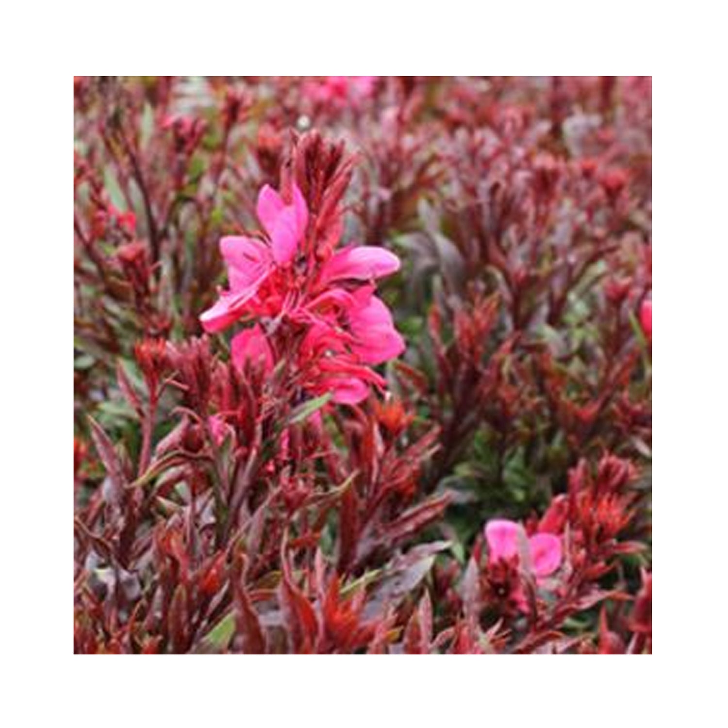 Gaura Gaudi Red