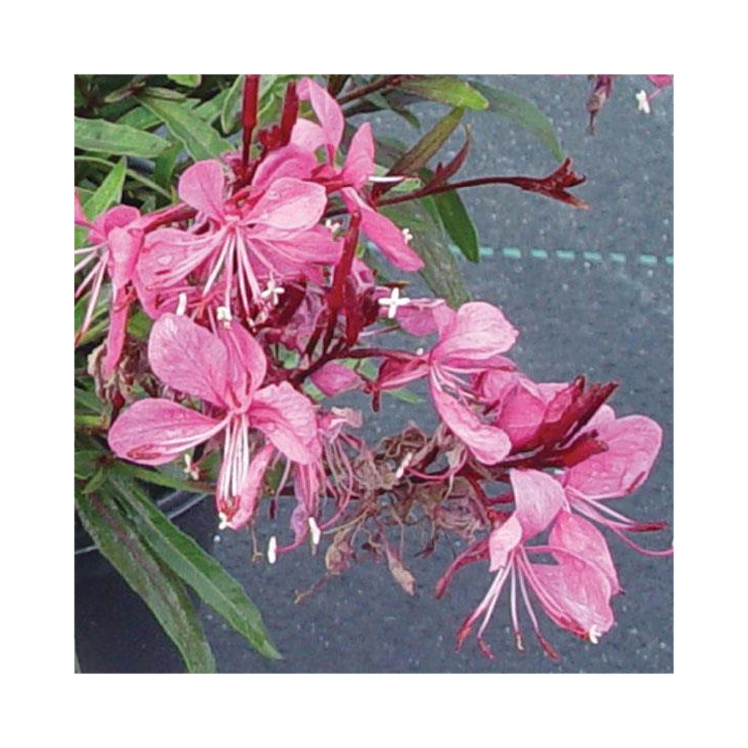 Gaura Gaudi Rose – BuyPlants.co.uk