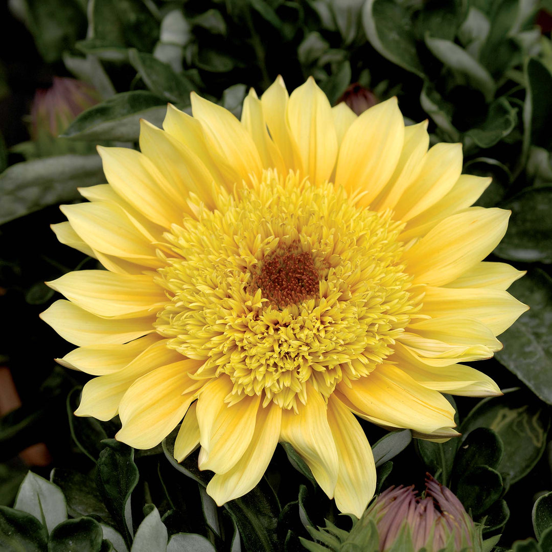 Gazania Cremazu