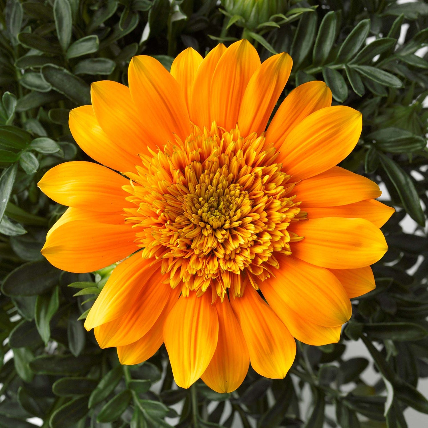 Gazania Nahui