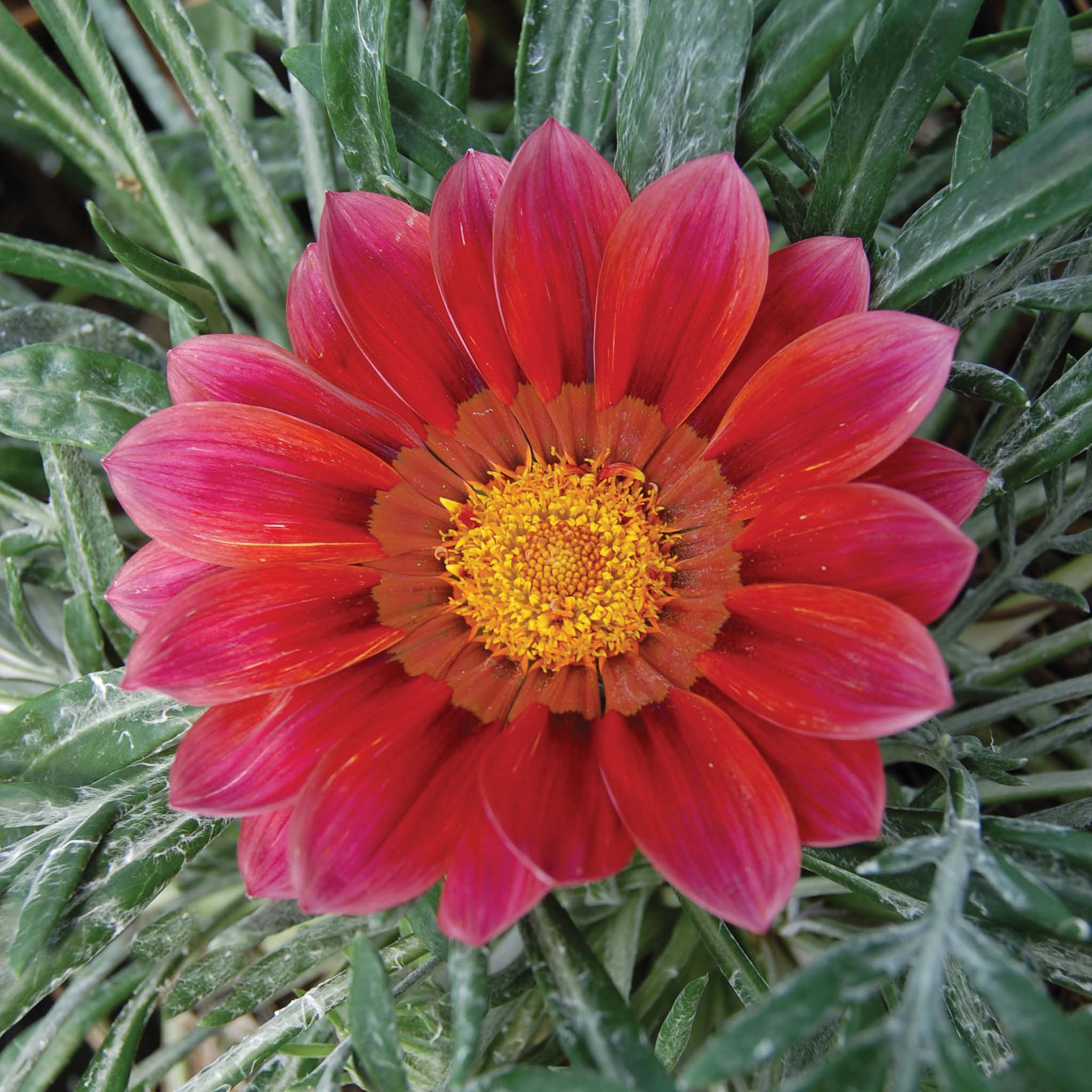 Gazania Otomi