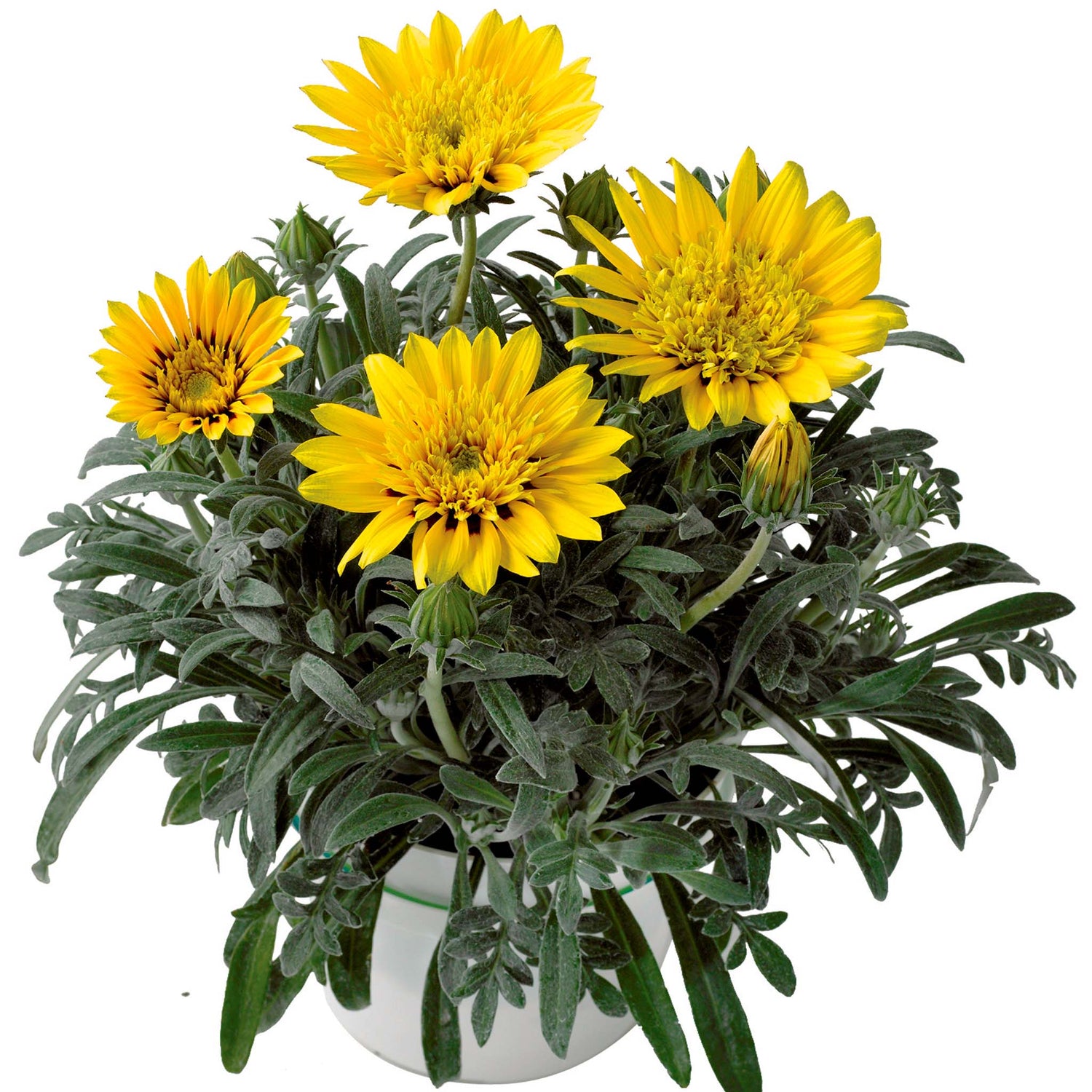 Gazania Sunset Jane Lemon Spot