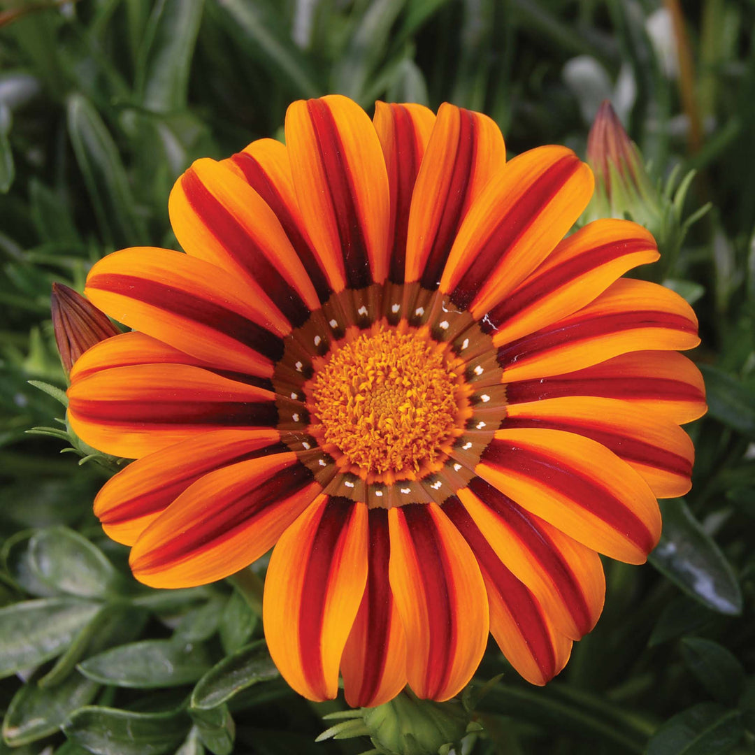 Gazania Tikal
