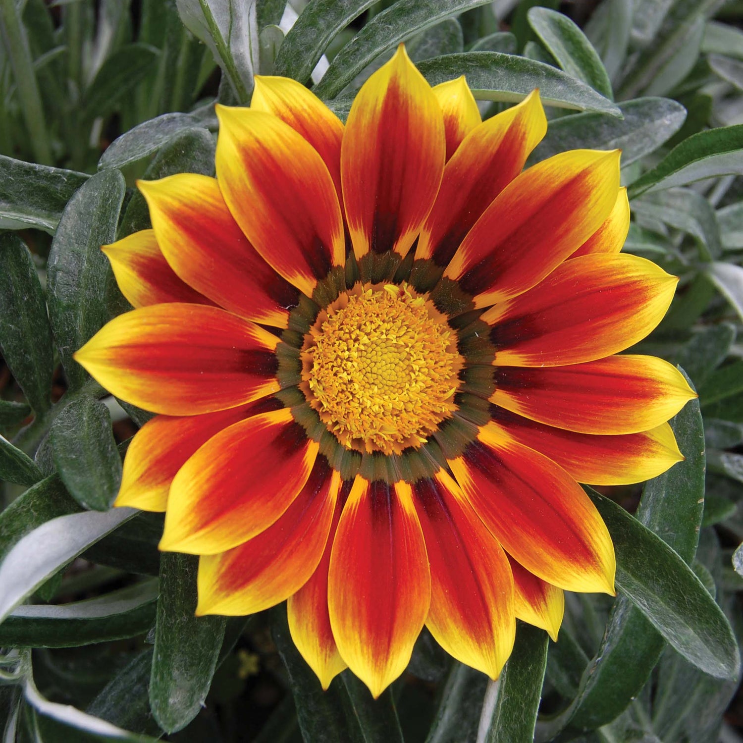 Gazania Totonaca