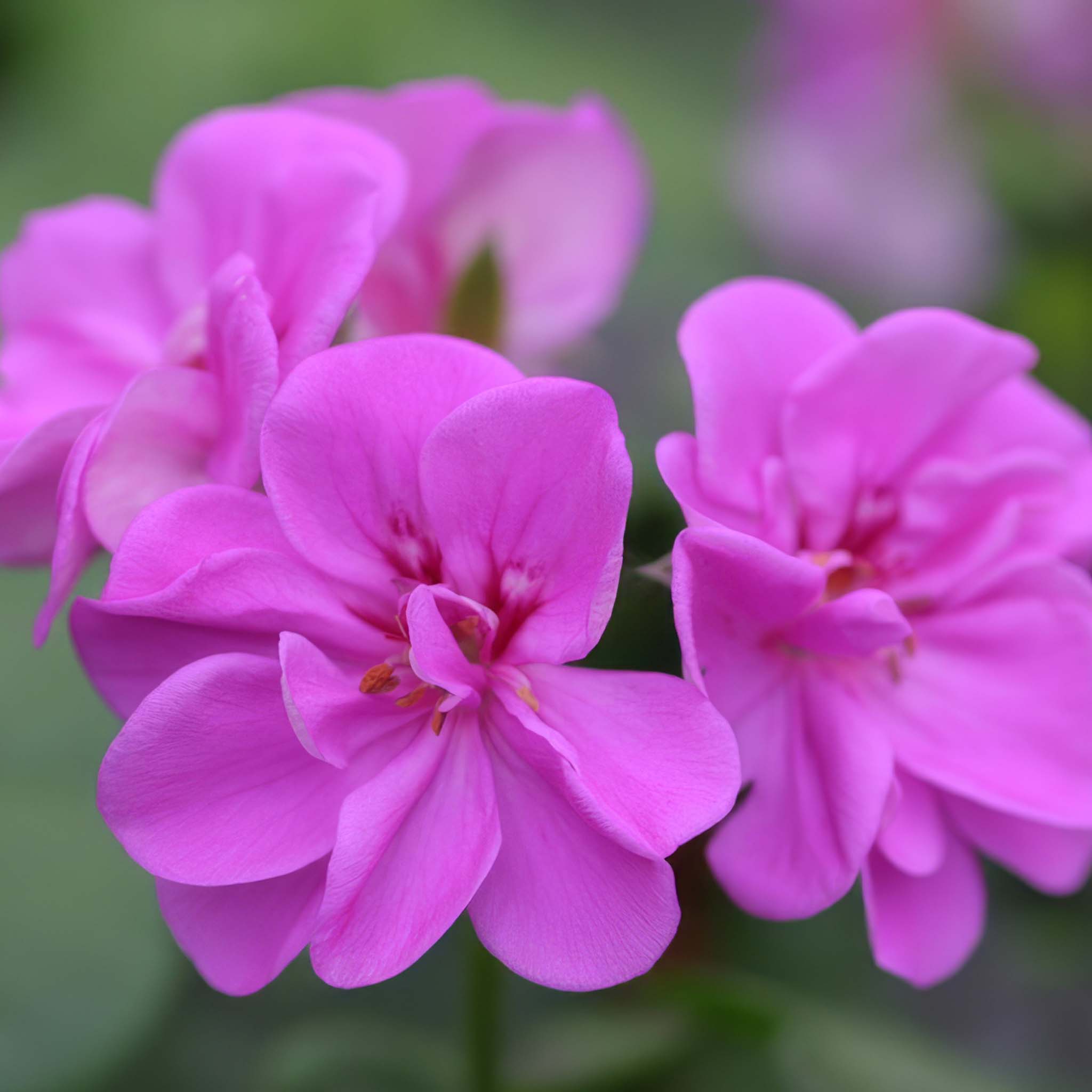 Trailing Geranium Amethyst