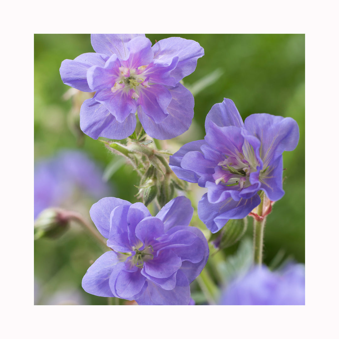 Hardy Geranium Azure Skies