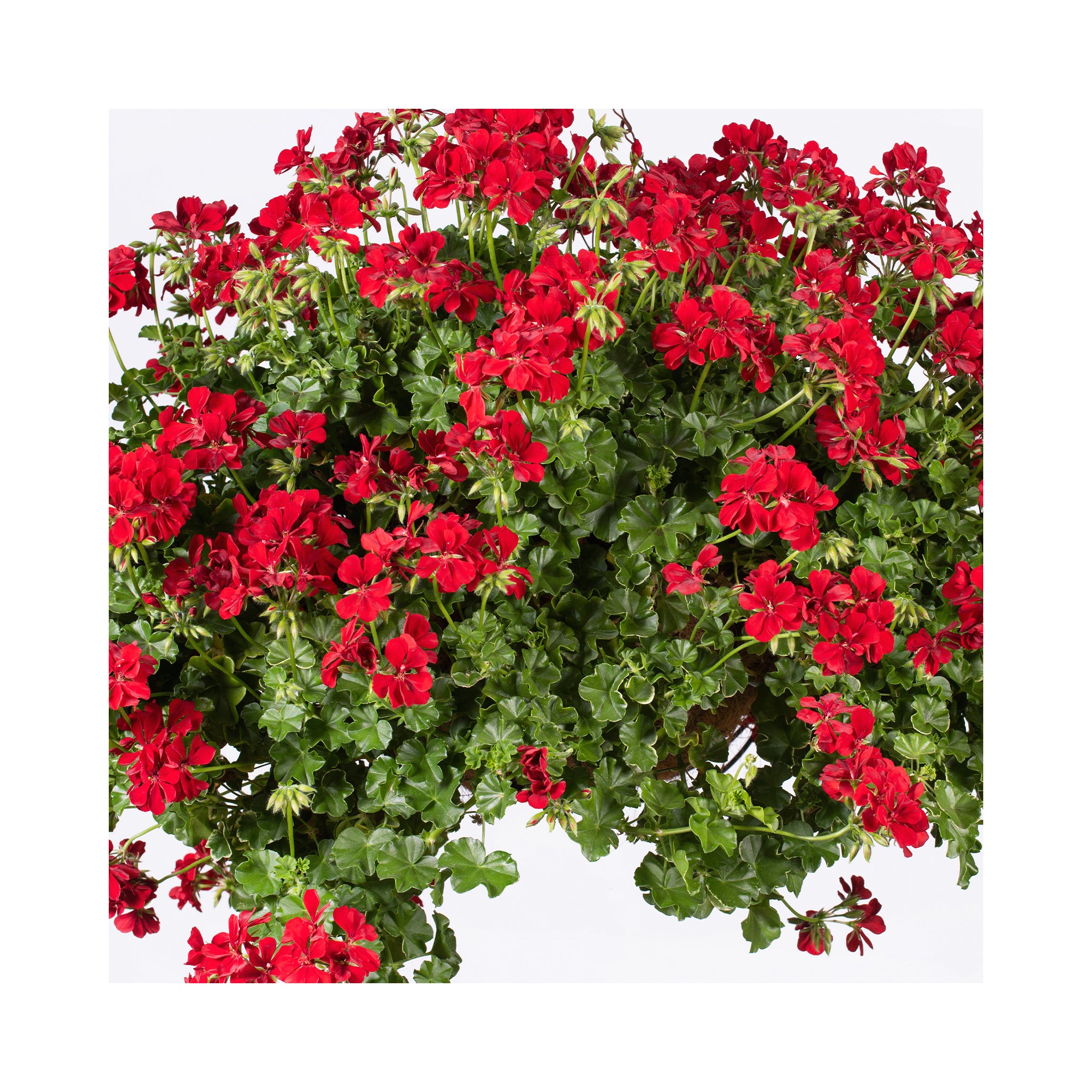 Trailing Geranium Becky