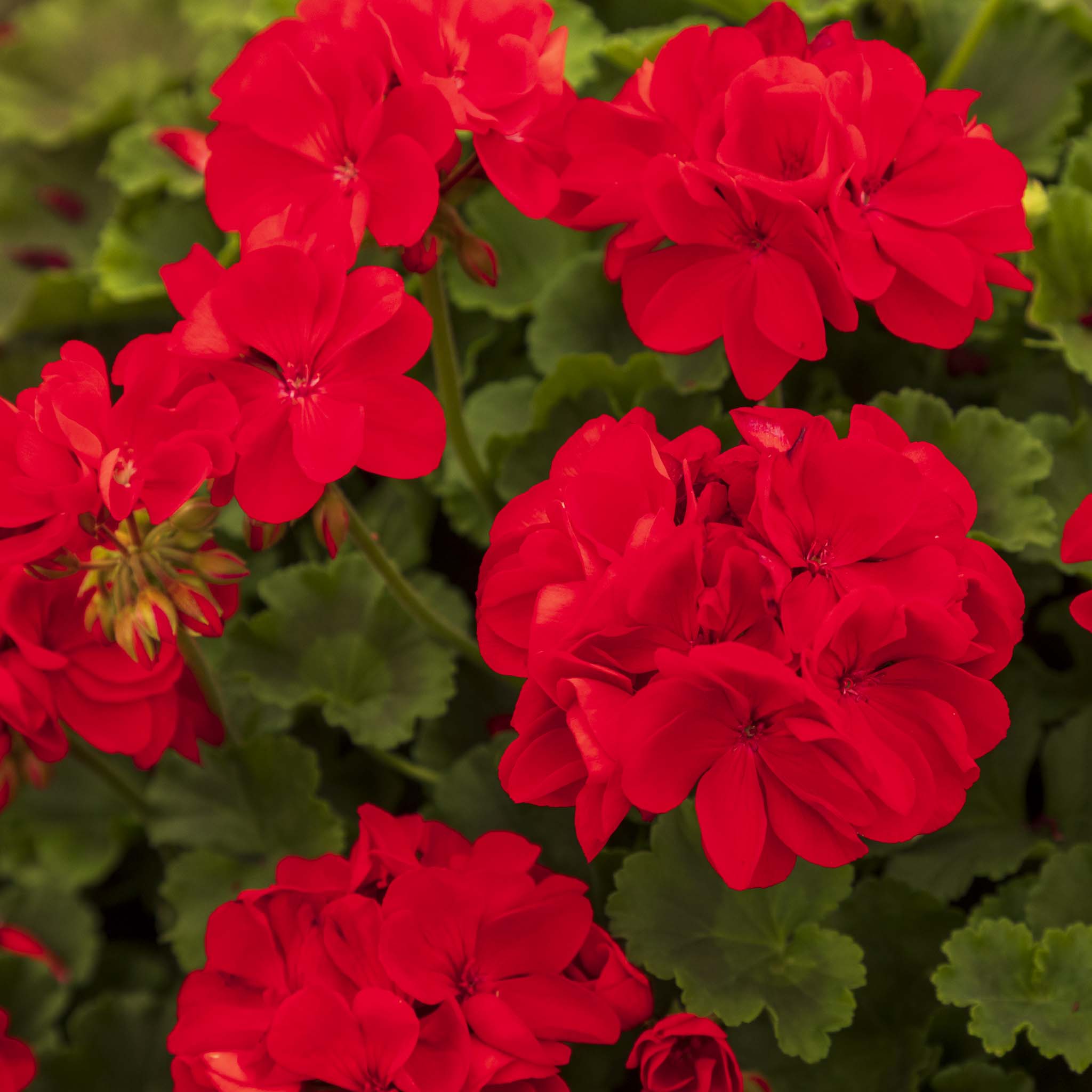 Upright Geranium Carmina