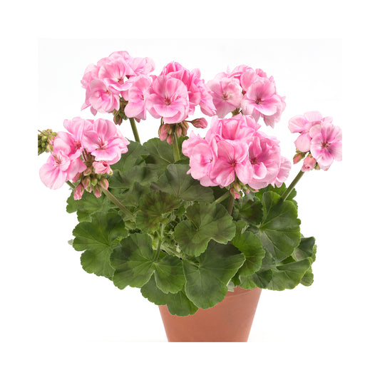 Geranium Emilia