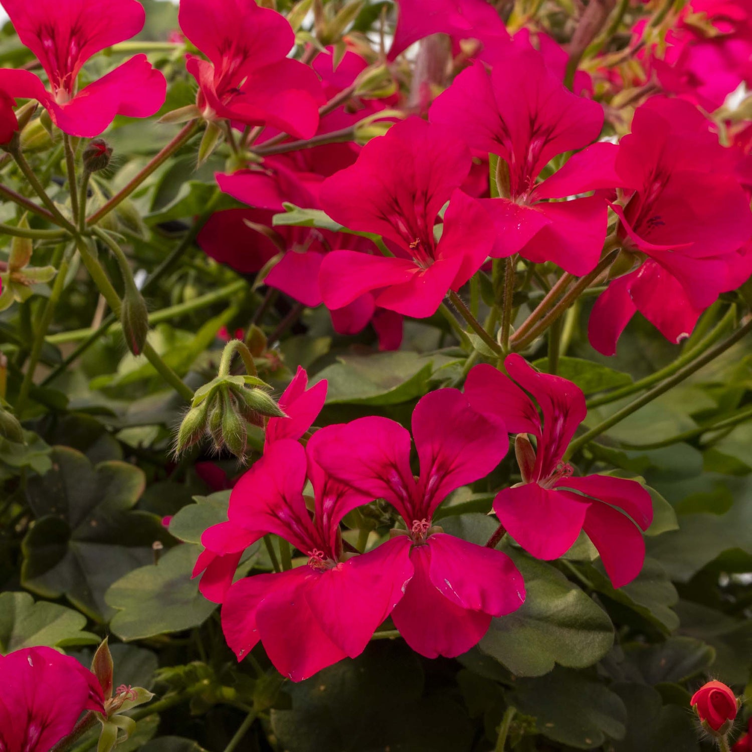 Trailing Geranium Happy Face Purple