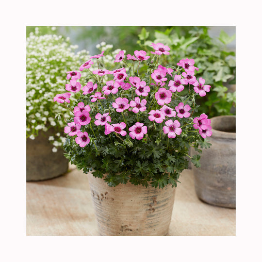 Hardy Geranium Silver Jolly Jewel