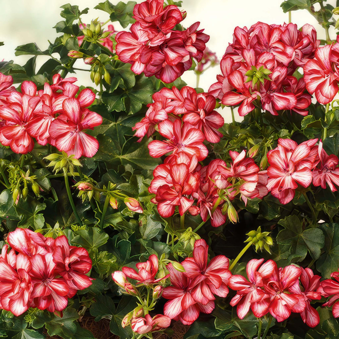 Trailing Geranium Mexica Ruby