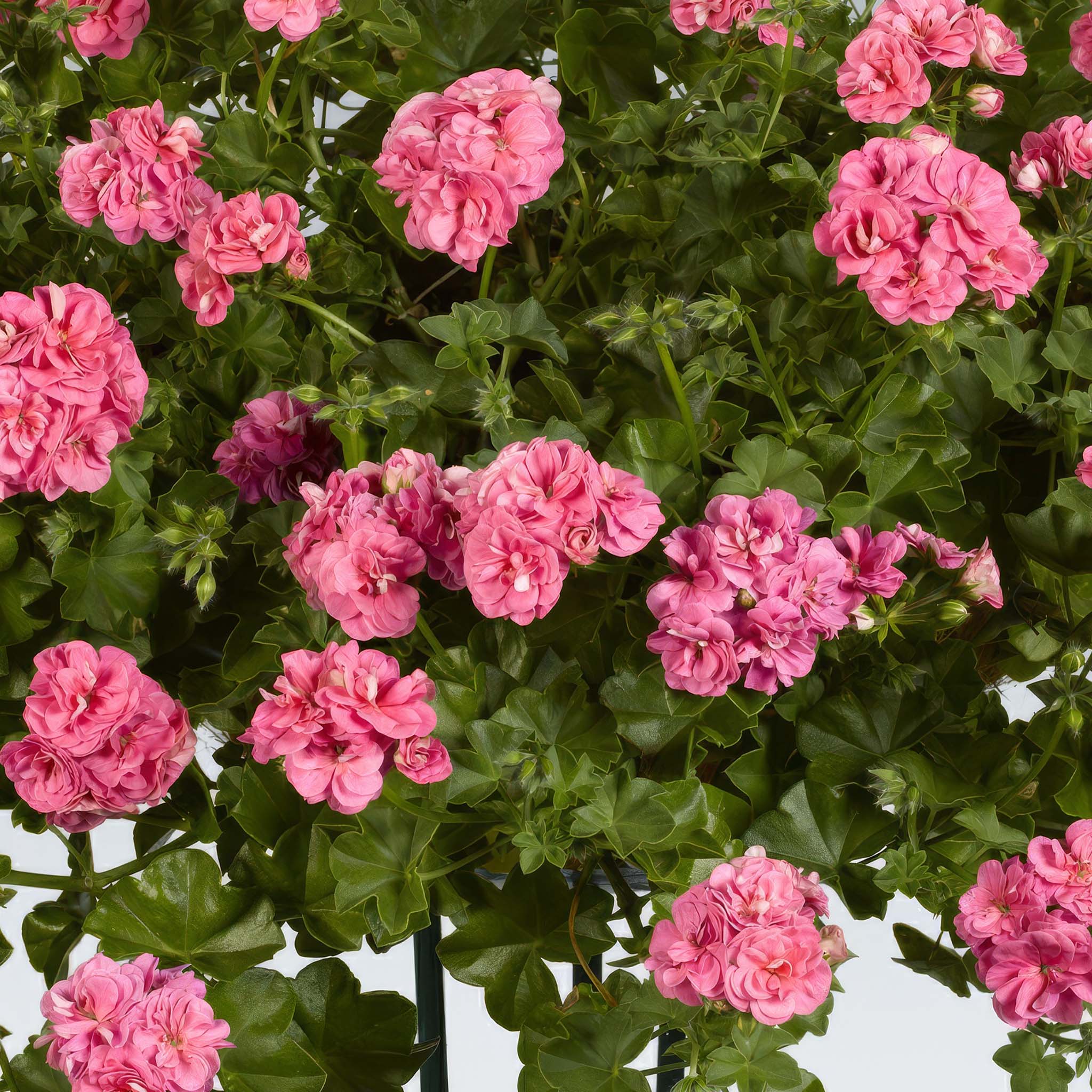 Trailing Geranium Pink Sybil