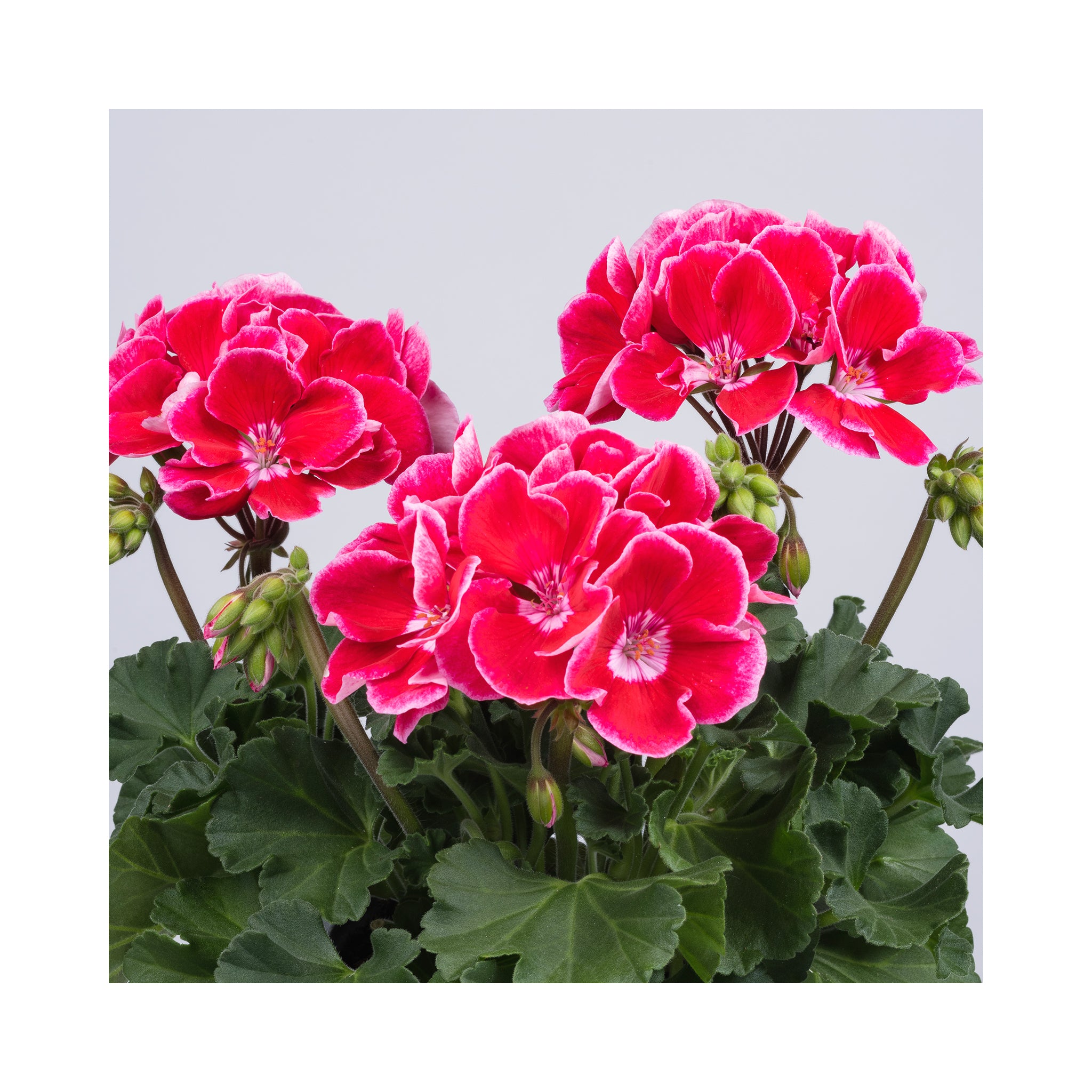 Geranium Spanish Wine Red