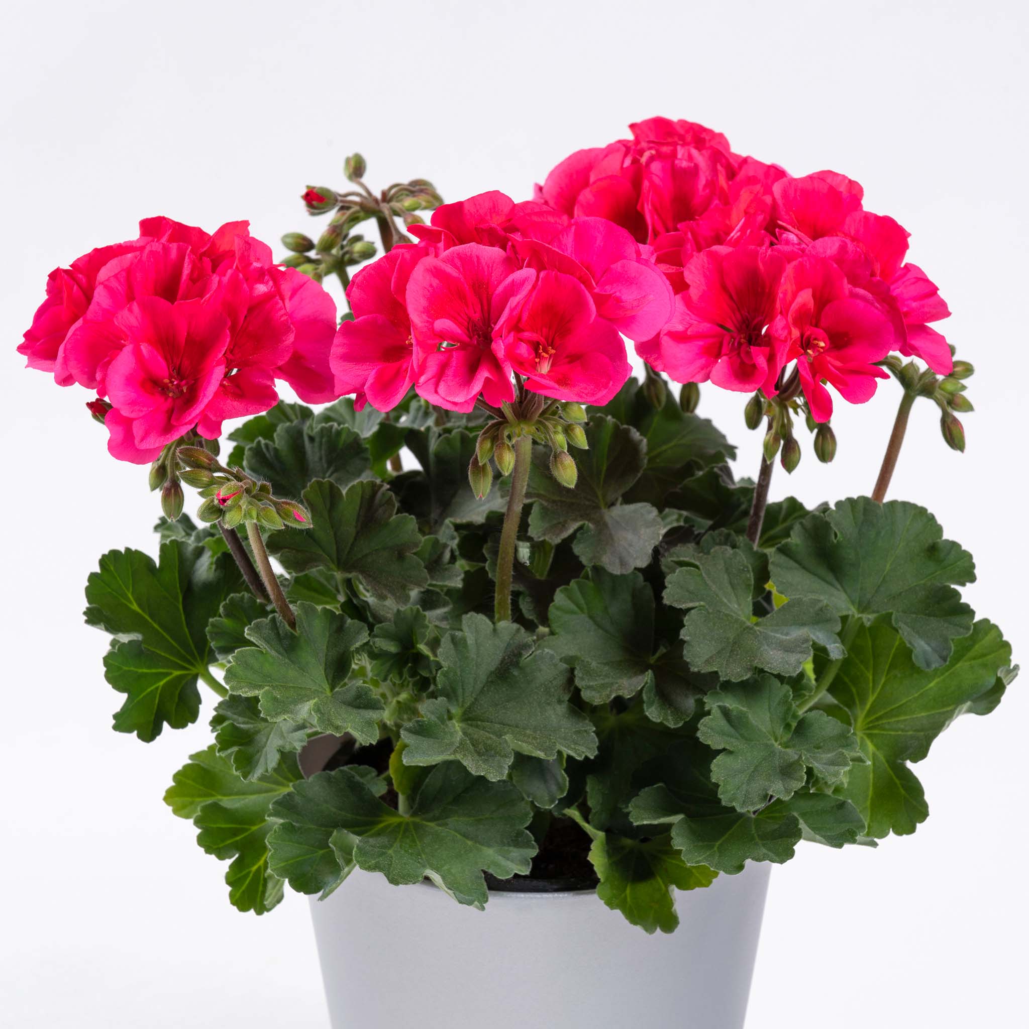 Upright Geranium TwoinOne Coral