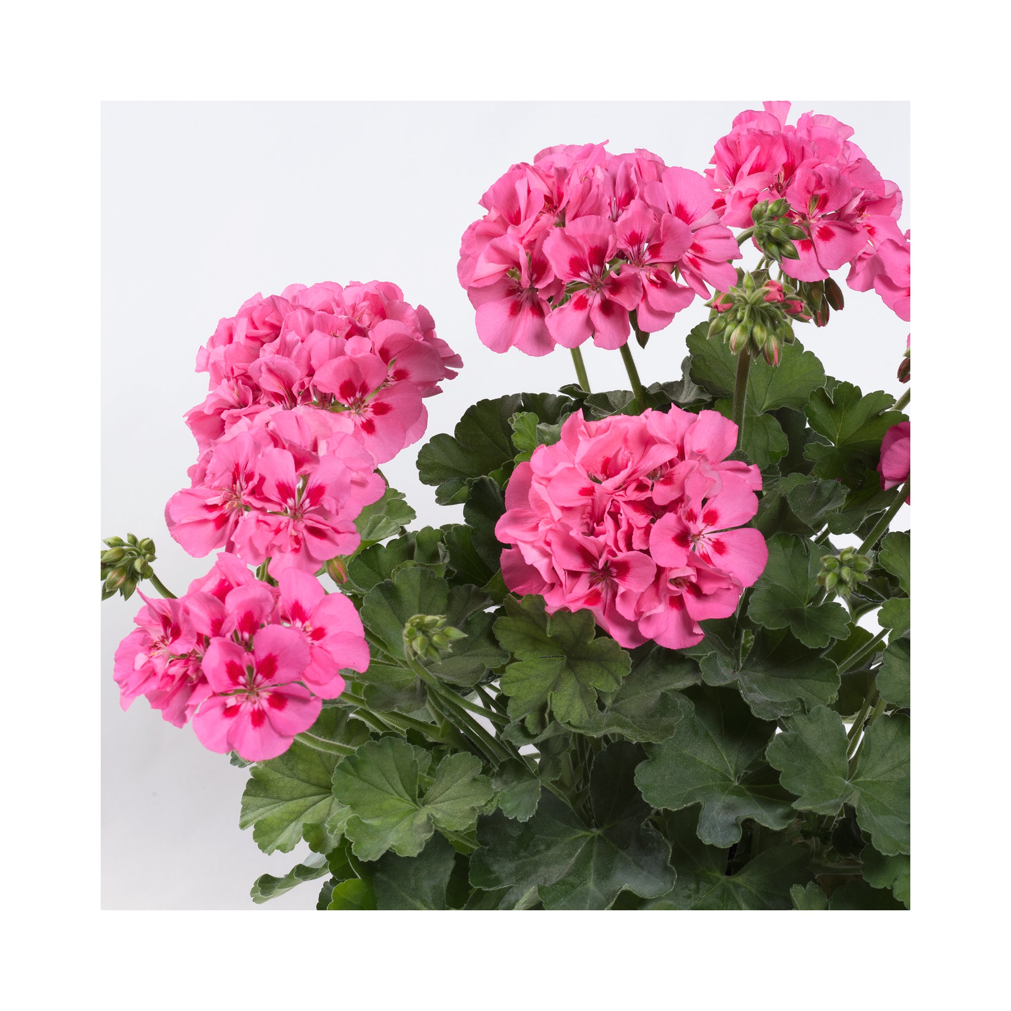 Upright Geranium TwoinOne Pink Splash
