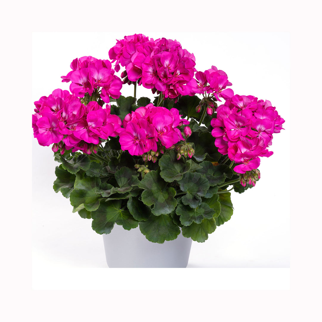 Pelargonium (Upright Geranium) TwoinOne Collection