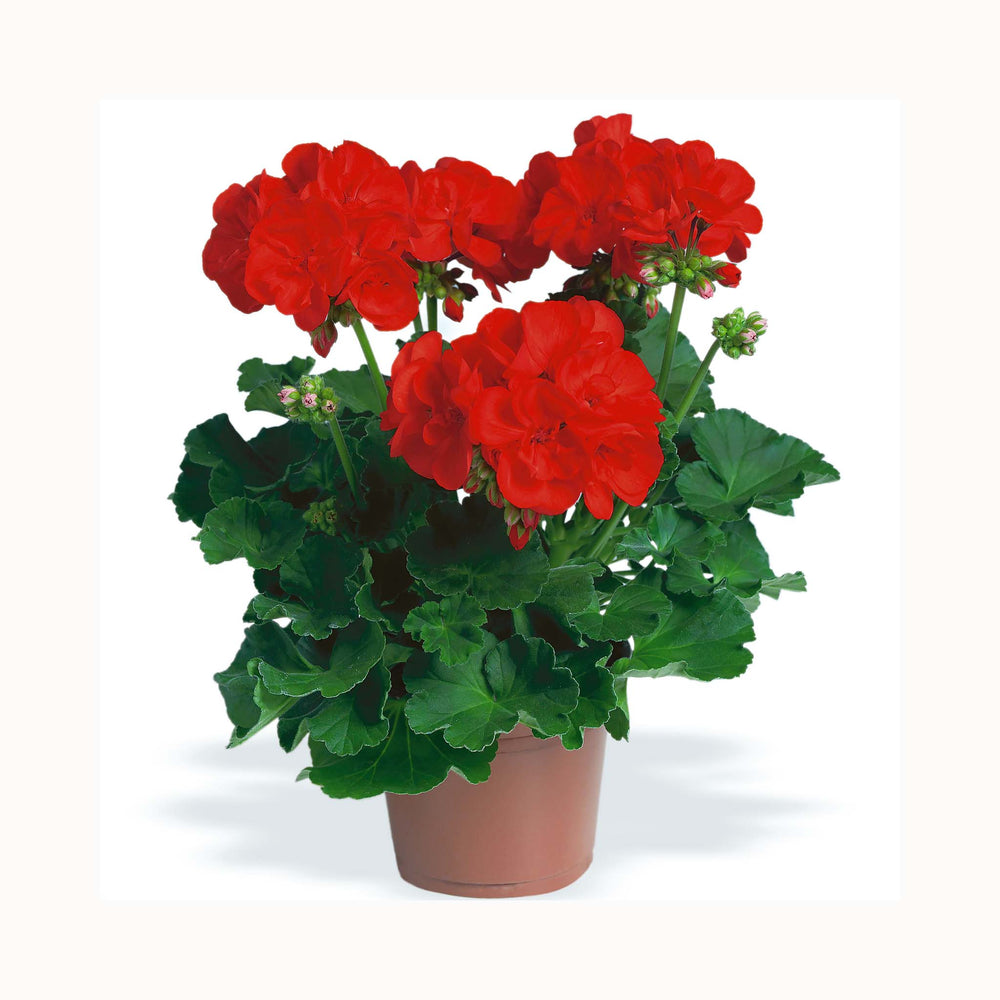 Pelargonium (Upright Geranium) Anthony