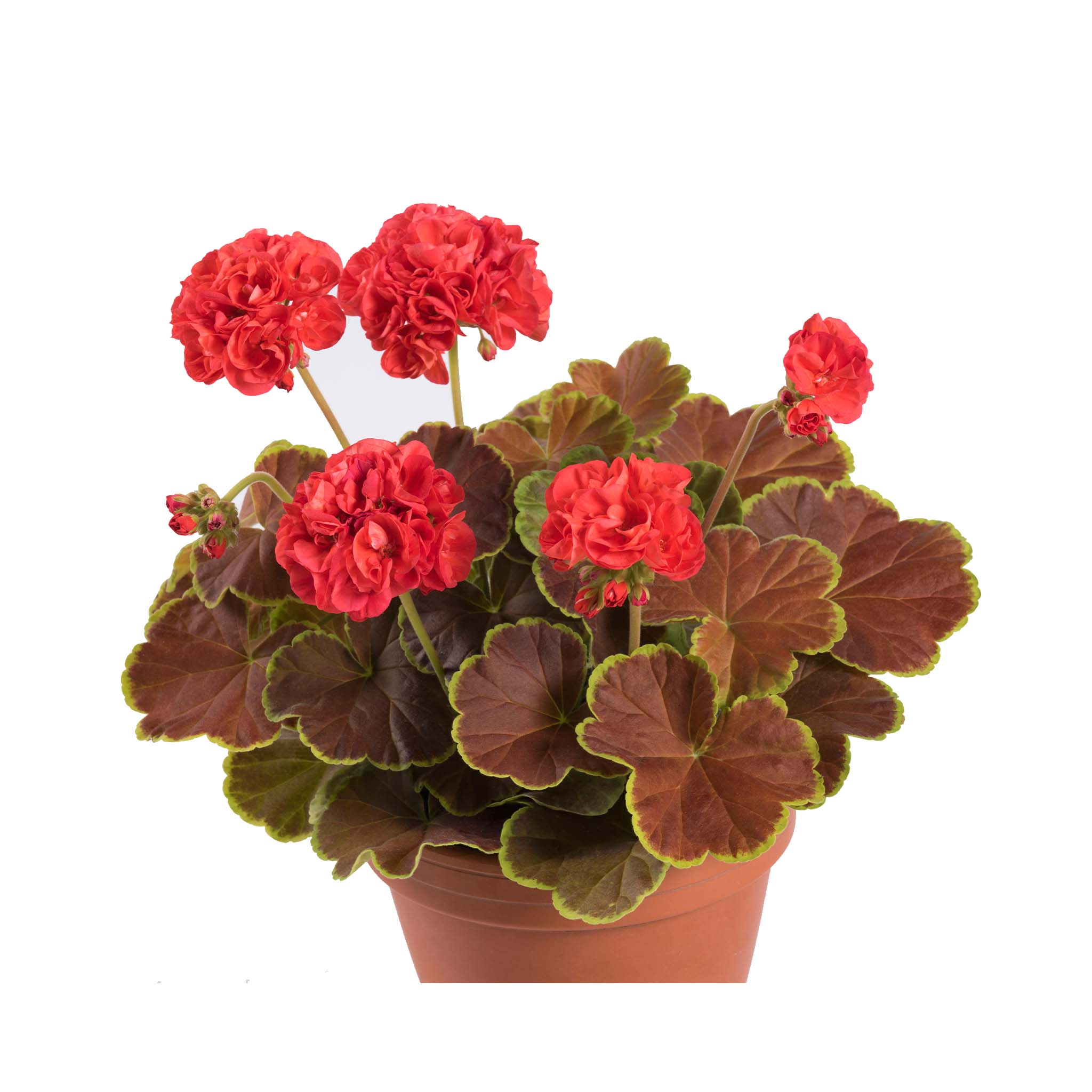 Upright Geranium Caramel Red