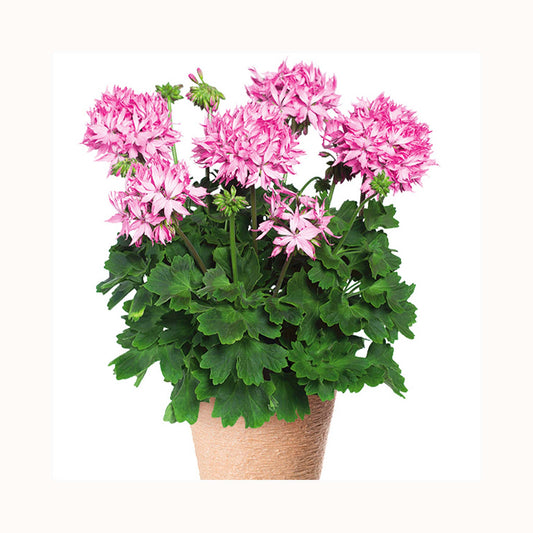 Upright Geranium Fireworks Pink