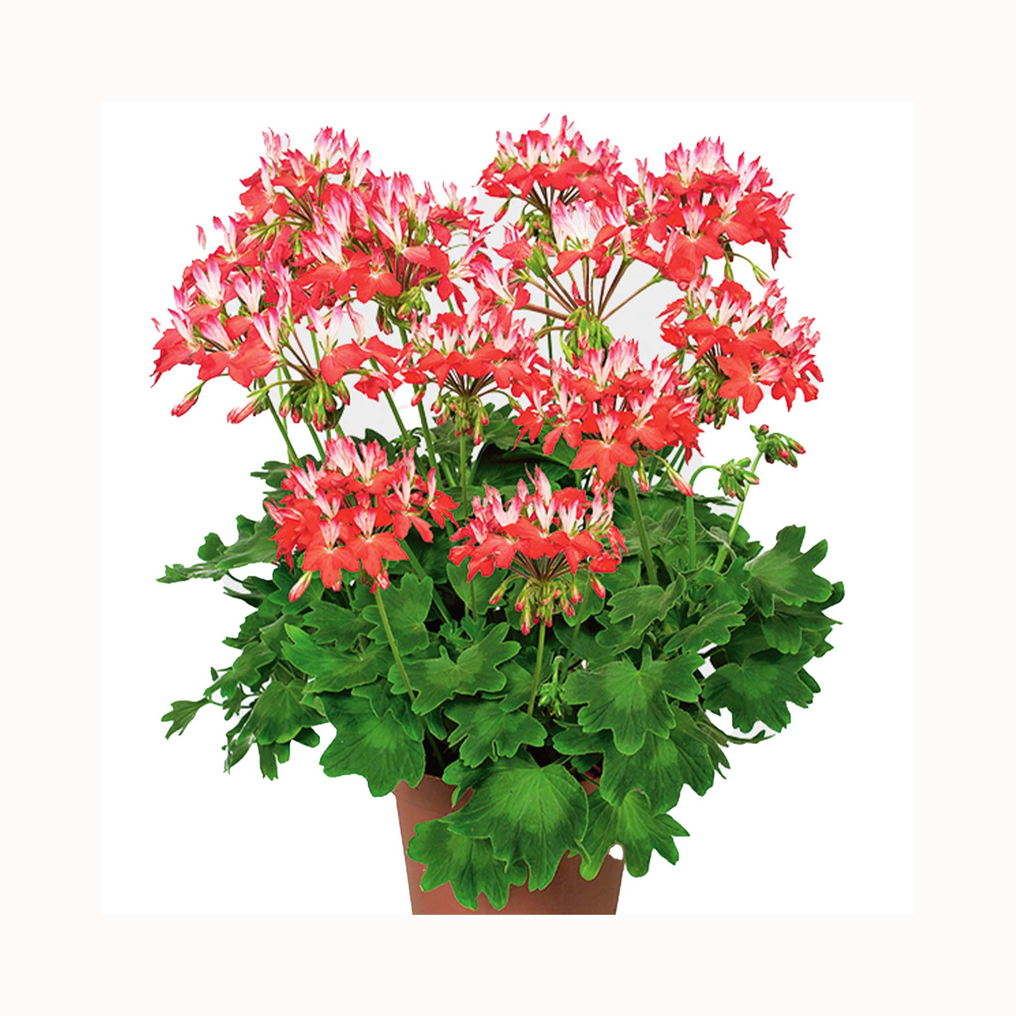 Upright Geranium Fireworks red white