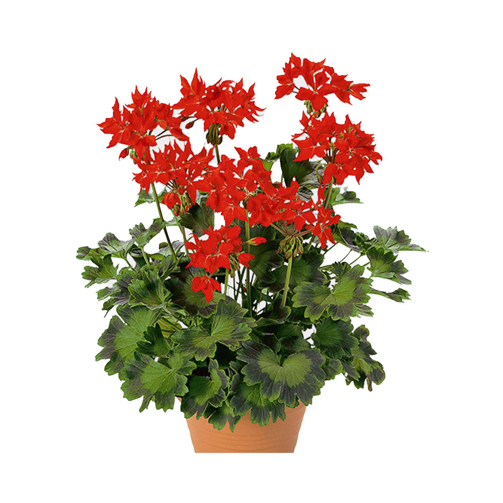 Pelargonium (Upright Geranium) Fireworks Scarlet