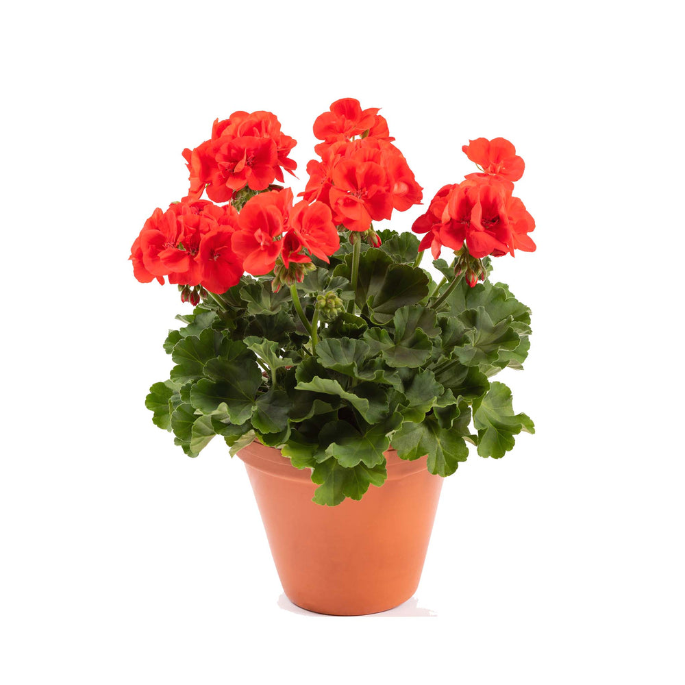 Pelargonium (Upright Geranium) Signal