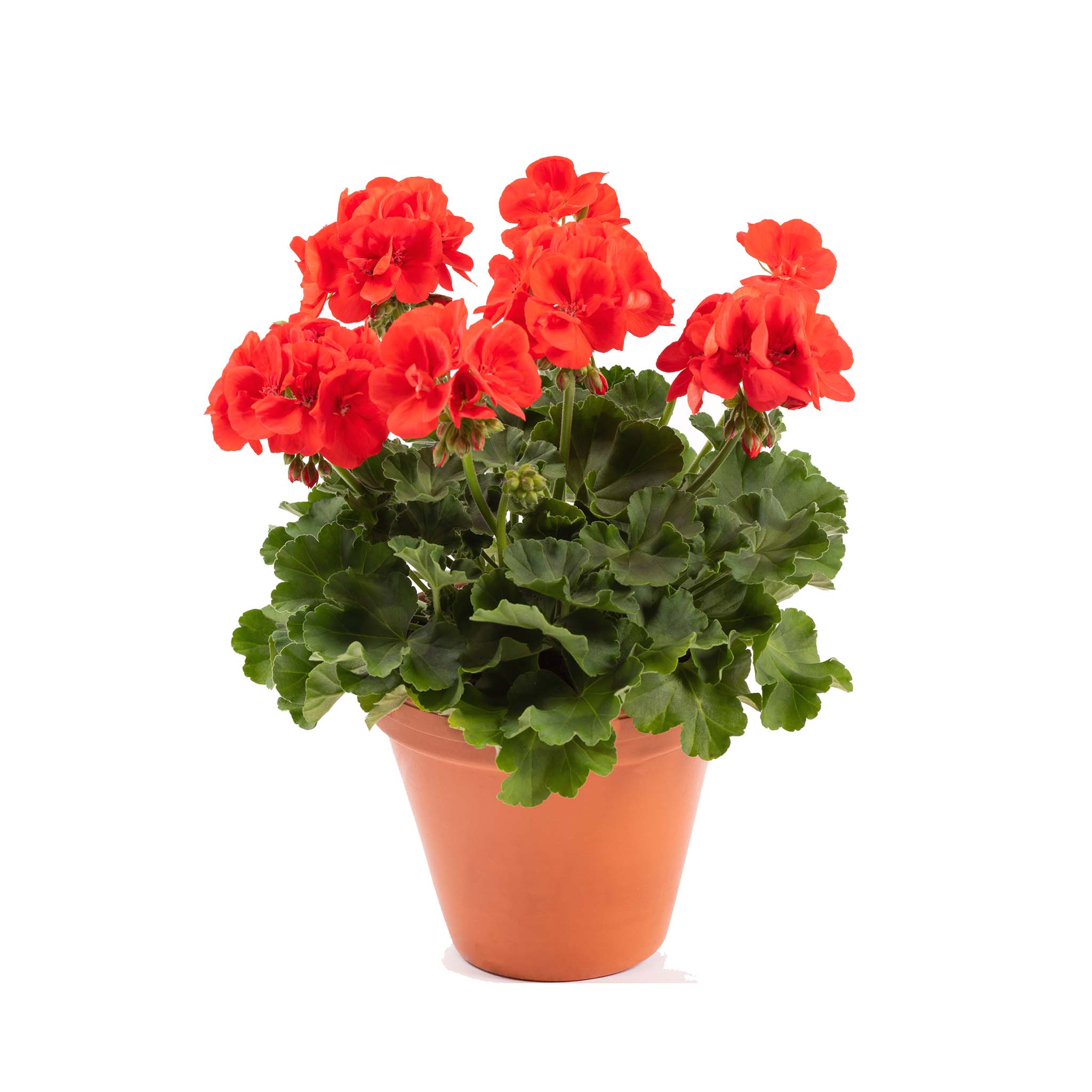 Upright Geranium Signal