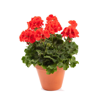 Upright Geranium Signal