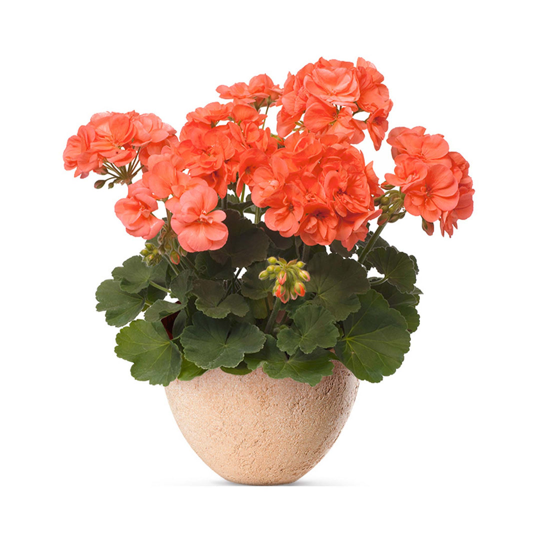 Pelargonium (Upright Geranium) Stefanie