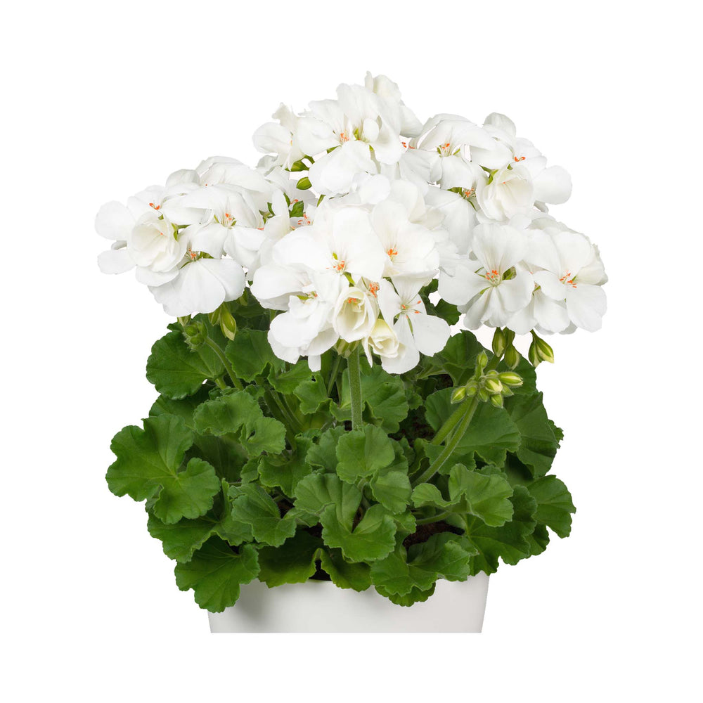 Pelargonium (Upright Geranium) White Ice