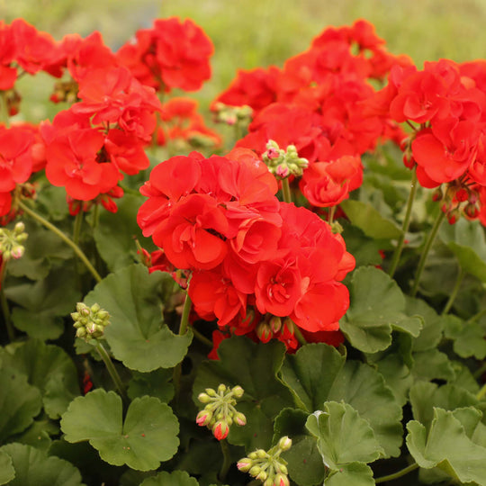 Pelargonium (Upright Geranium) Anthony