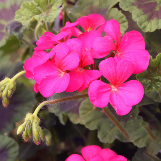 Pelargonium (Climbing Geranium) Antik Violet