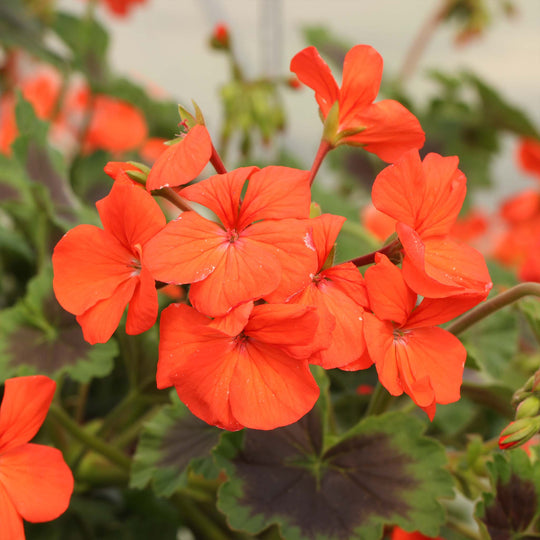 Pelargonium (Climbing Geranium) Antik Orange